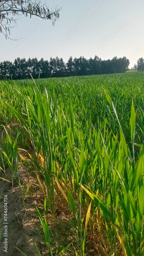 Close-Up of Green Wheat Field with Blades of Grass Close-Up of Green Wheat Field with Blades of Grass