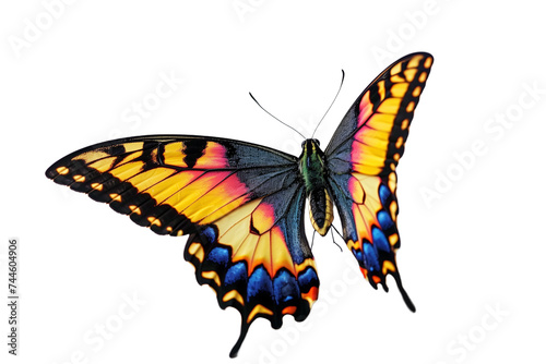 Butterfly transparent background, PNG, Flying colorful butterfly © jirayut
