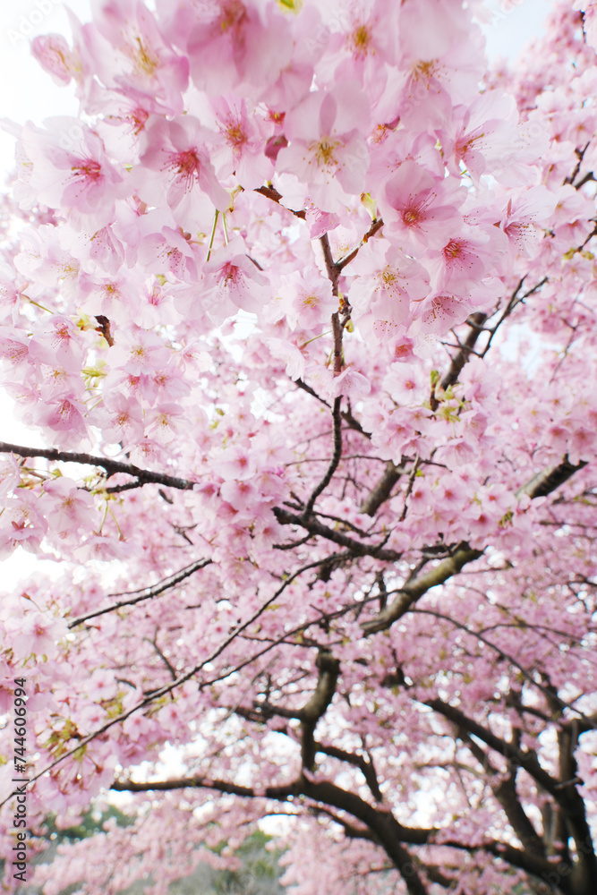 目の前に迫る美しい河津桜