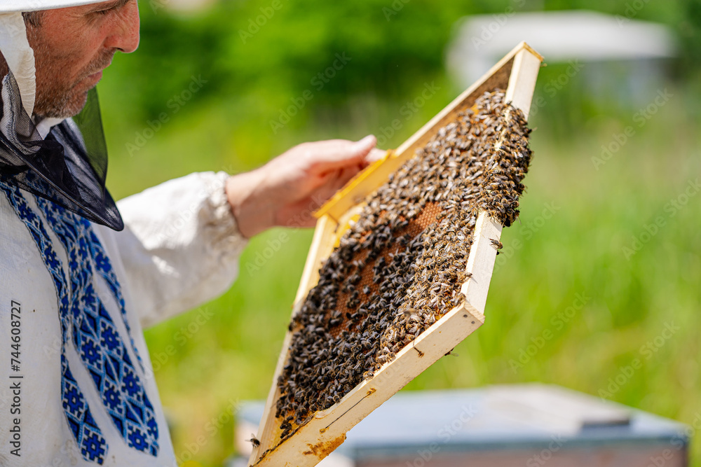 Beekeeper is working with bees and beehives on the apiary. Beekeeper is working with bees and beehives on the apiary.