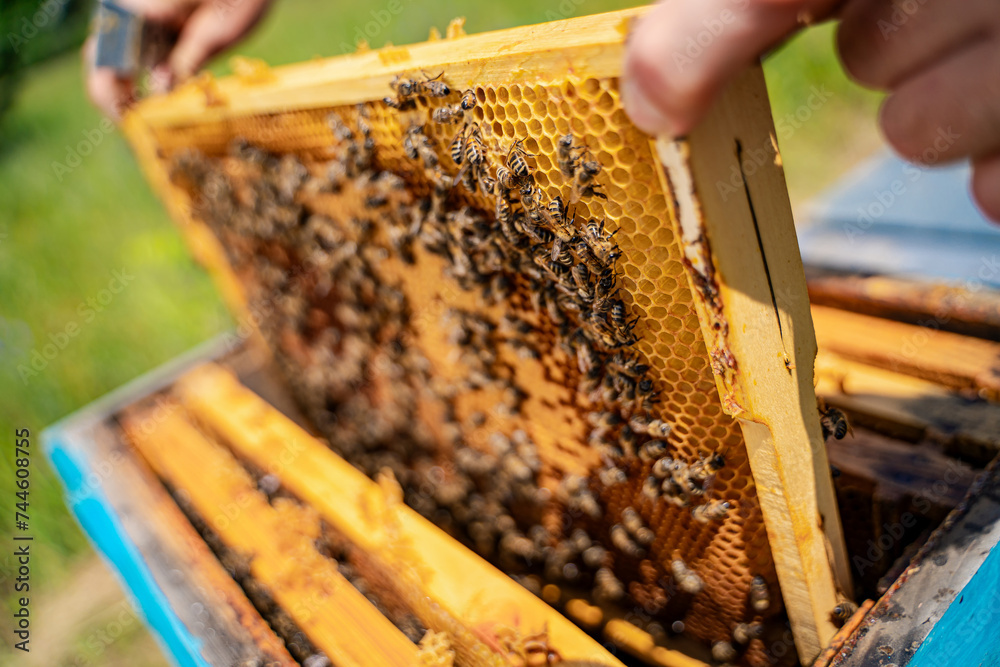 Beekeeper is working with bees and beehives on the apiary. Beekeeper is working with bees and beehives on the apiary.