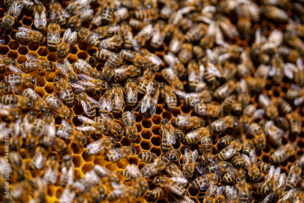 Bees swarming on honeycomb Bees swarming on honeycomb