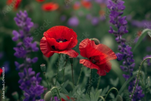 Contrast of vibrant red poppy flowers covering half of the frame and the other half with purple wildflowers and green grass