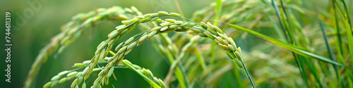 close up of  rice plant  photo