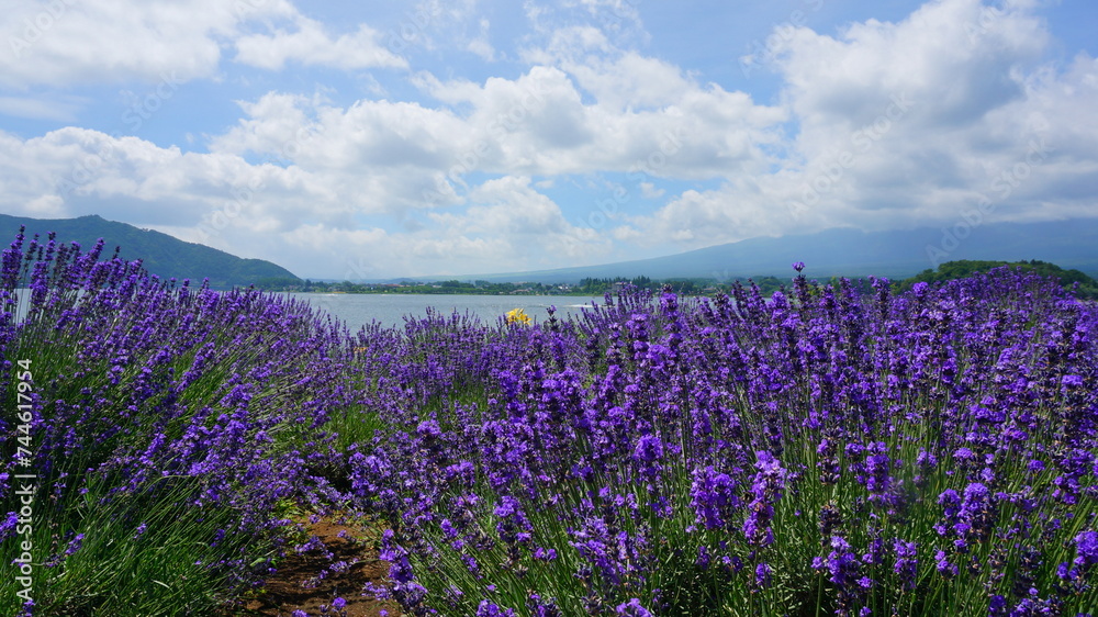 Fototapeta premium 河口湖のラベンダー