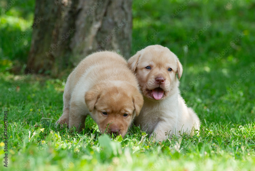 Labrador Retriever Welpen im sonnigen Garten Labrador Retriever Welpen im sonnigen Garten