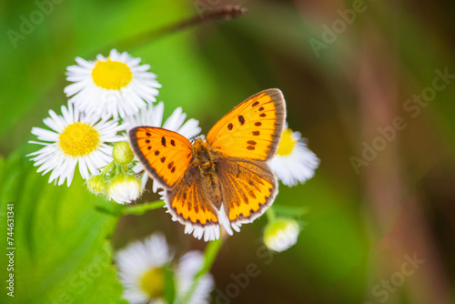 A female Large copper butterfly (Lycaena dispar) on a daisy fleabane flower (Erigeron annuus).