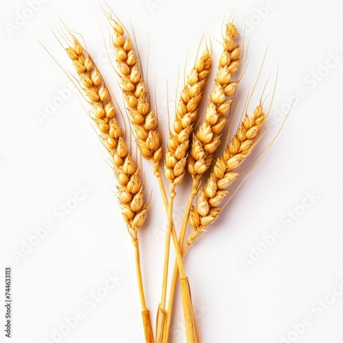 Wheat ears Isolated on white background