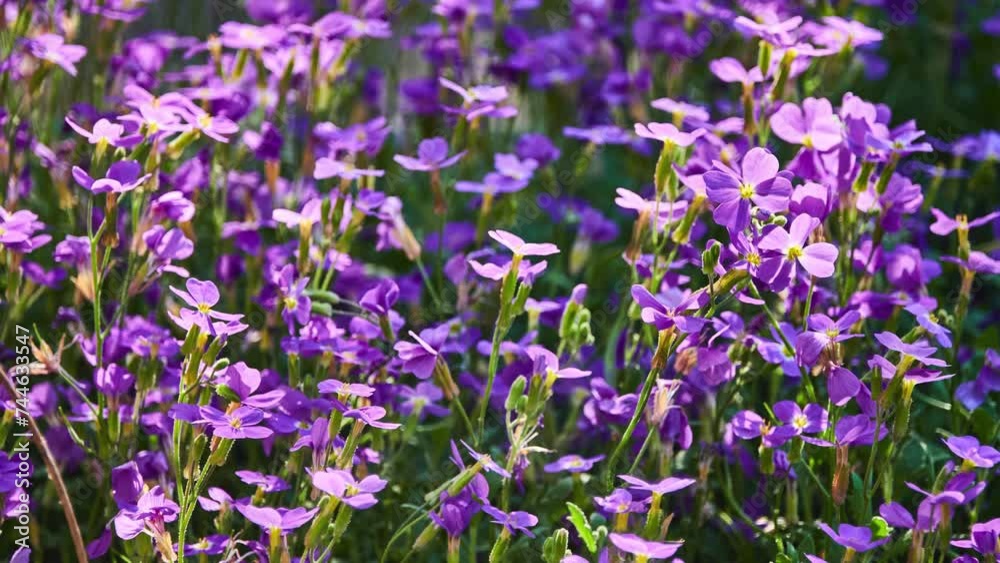 Aubrieta deltoidea is species of flowering plant in mustard family Aubrieta deltoidea is species of flowering plant in mustard family
