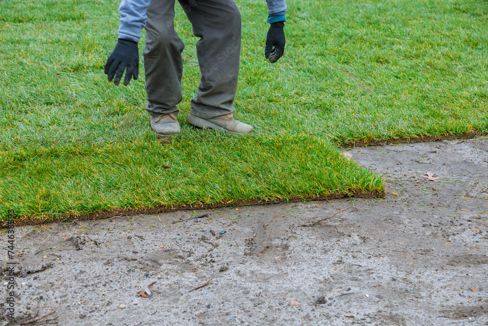 Fototapeta premium Turf rolls of natural grass are unrolled on ground and laid out as part of landscaping