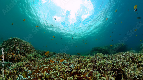 Fototapeta Naklejka Na Ścianę i Meble -  Coral reef and fish underwater world. Underwater world life landscape.