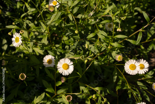 Floral. Wildflowers. Closeup view of Erigeron quercifolius daisies, also known as Southern fleabane, flowers of white petals blooming in the garden.	
 photo