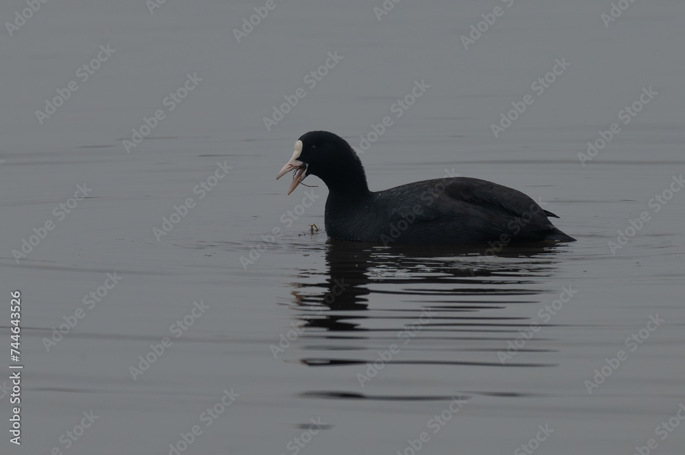 Fulica atra - Eurasian coot - Foulque macroule Fulica atra - Eurasian coot - Foulque macroule