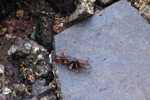 crab on the rock