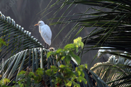 heron