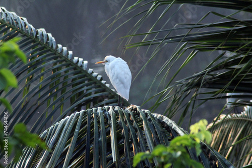 heron on the branch