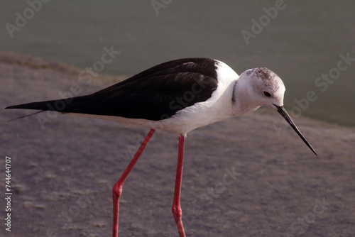 winged stilt
