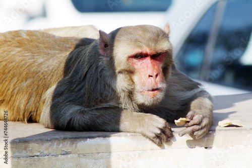 CLOSE UP OF MONKEY
