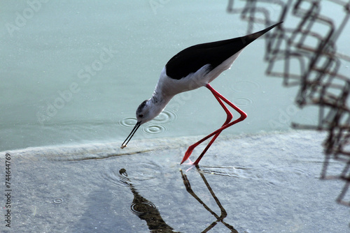 Black-winged stilt