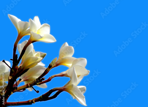 white magnolia flower