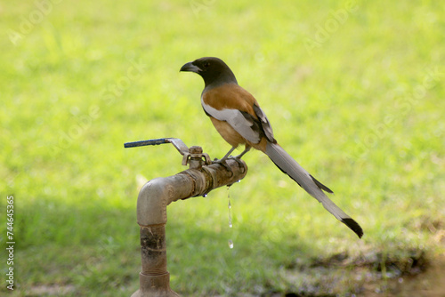 rufous spotted on a tap 