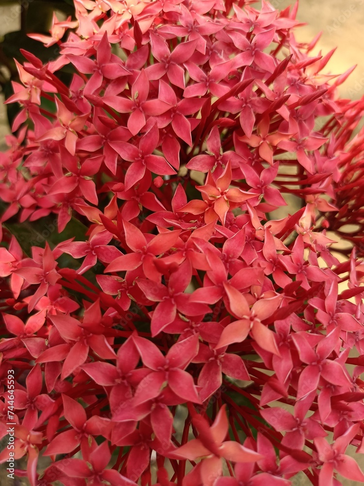 Ixora coccinea is a species of flowering plant in the family Rubiaceae. It is a common flowering shrub native to Southern India, Bangladesh, and Sri Lanka. 