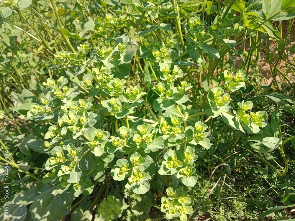 Euphorbia helioscopia plant or sun spurge plant or madwoman's milk plant Euphorbia helioscopia plant or sun spurge plant or madwoman's milk plant