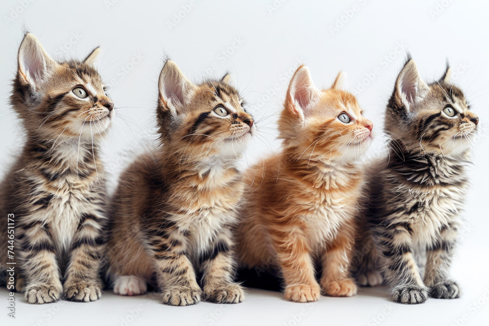 Cute kittens line up and look up. I feel soothed and grateful for the cute presence of cats.