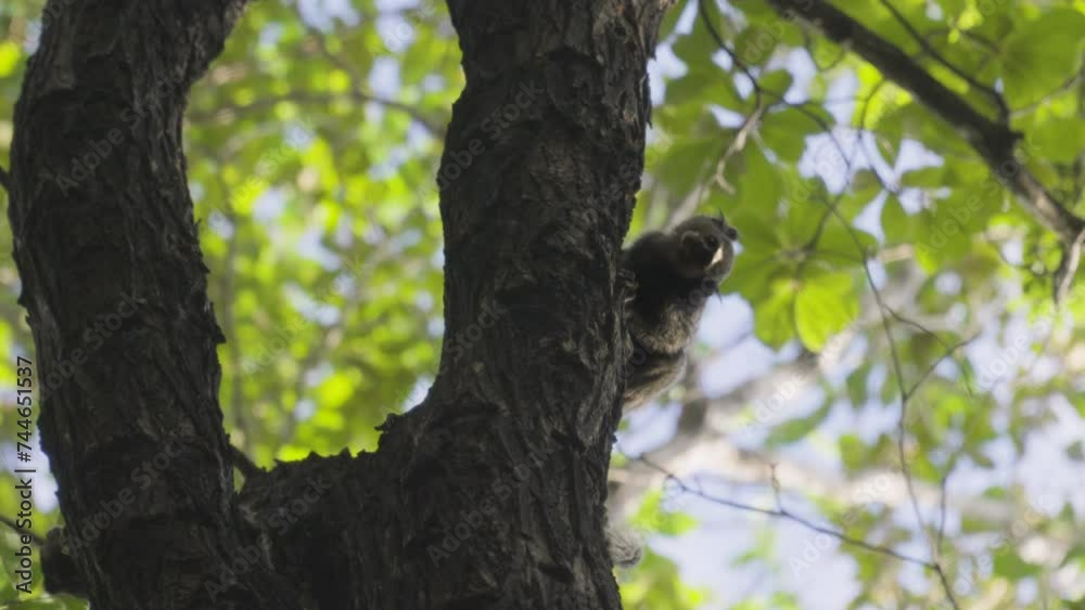 Black-tufted marmoset in nature feeding on ants taken from the tree, monkey looks at the camera Black-tufted marmoset in nature feeding on ants taken from the tree, monkey looks at the camera