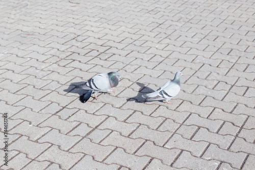 pigeon mating in a street