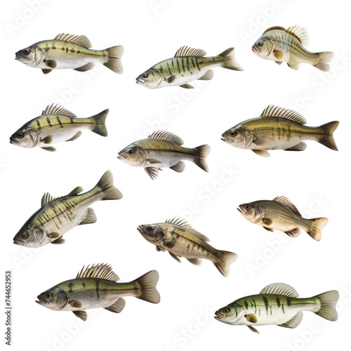 Many bass fish isolated on transparent or white background
