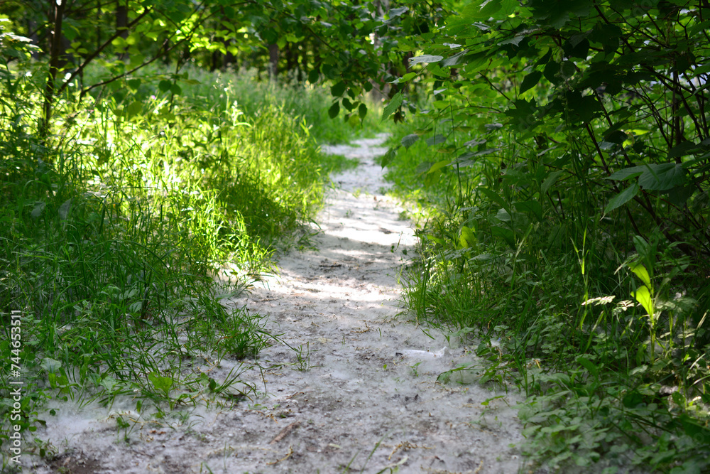 path in the forest covered with poplar fluff copy space path in the forest covered with poplar fluff copy space