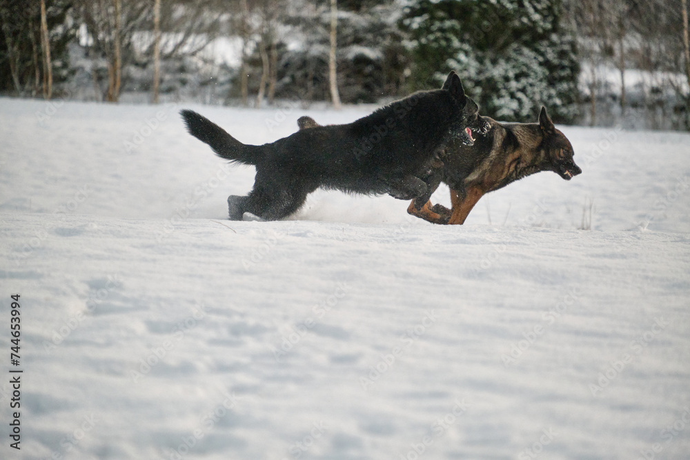 Black and gray German Shepherd dogs playing in a snowy meadow on a sunny winter day in Skaraborg Sweden Black and gray German Shepherd dogs playing in a snowy meadow on a sunny winter day in Skaraborg Sweden