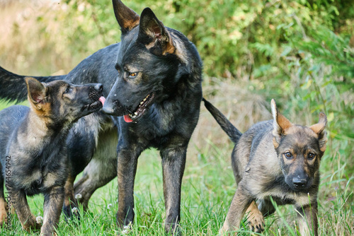 Gray German Shepherds and Gray German Shepherd puppies playing in a meadow in summer on a sunny day in Skaraborg Sweden