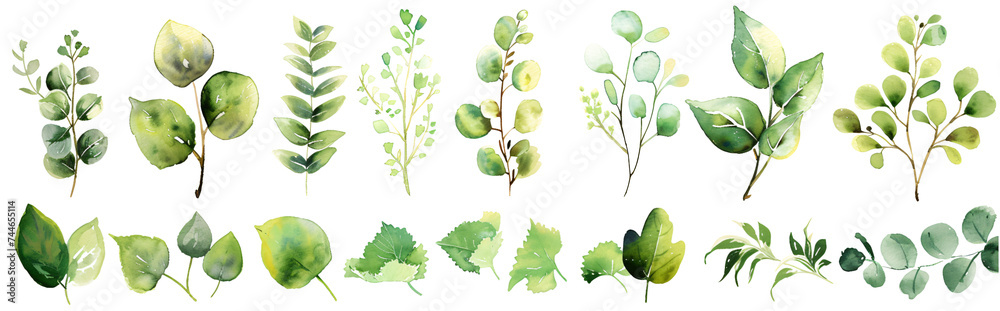 Floral water color leaves set , transparent background - obrazy, fototapety, plakaty 