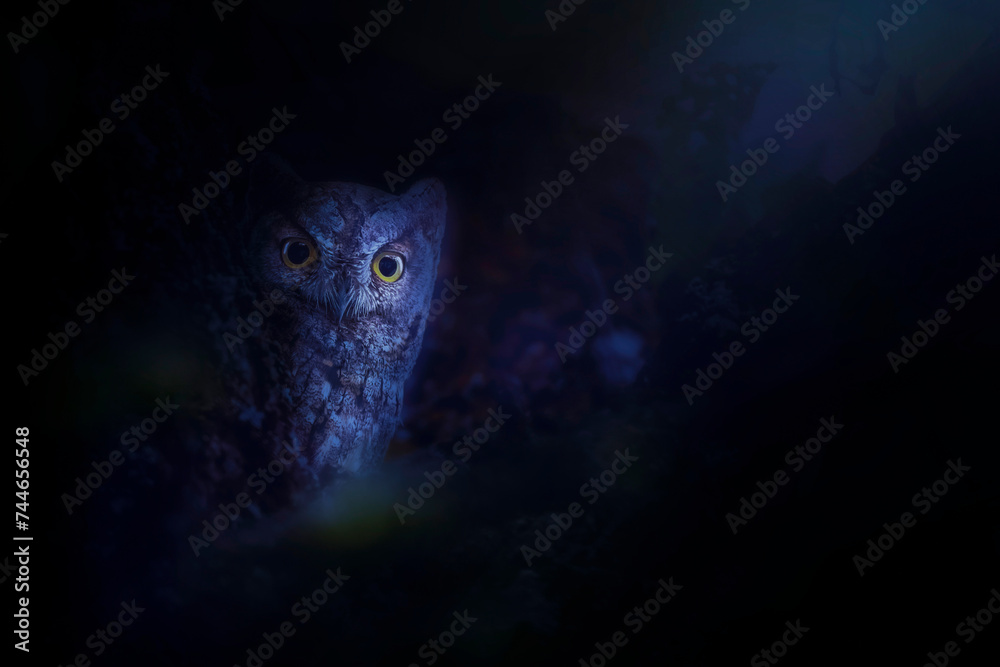 Fotografie An owl observing its surroundings under the moonlight