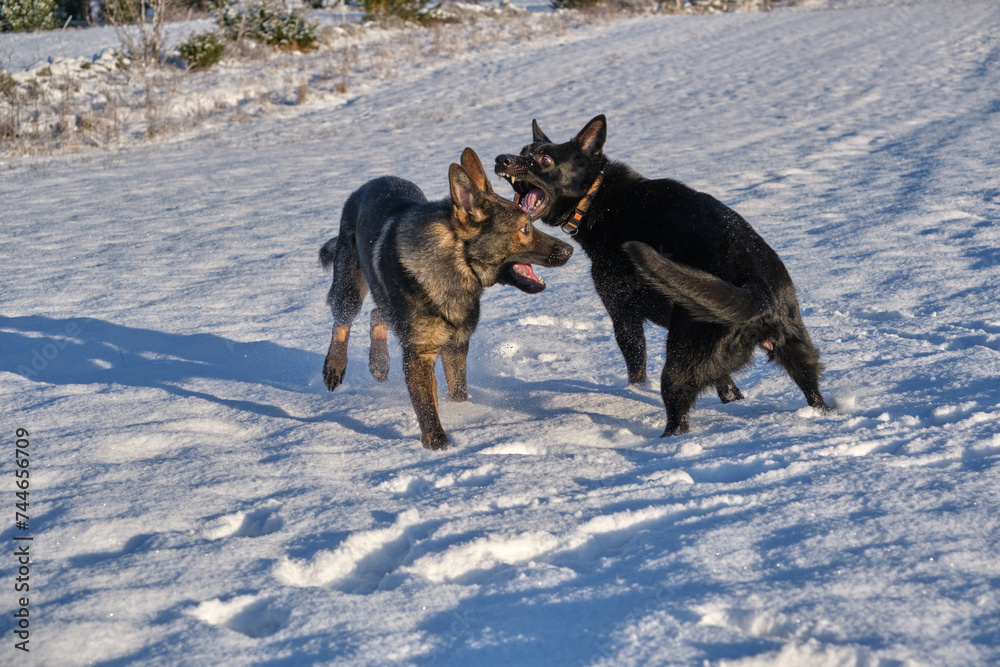 Black and gray German Shepherd dogs playing in a snowy meadow on a sunny winter day in Skaraborg Sweden Black and gray German Shepherd dogs playing in a snowy meadow on a sunny winter day in Skaraborg Sweden