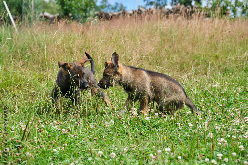 Gray German Shepherds and Gray German Shepherd puppies playing in a meadow in summer on a sunny day in Skaraborg Sweden Gray German Shepherds and Gray German Shepherd puppies playing in a meadow in summer on a sunny day in Skaraborg Sweden