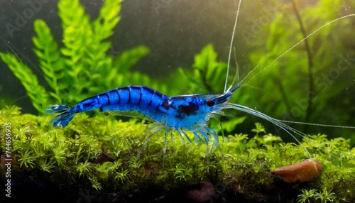 Blue dream neocaridina freshwater shrimp aquarium pets