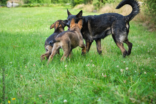 Gray German Shepherds and Gray German Shepherd puppies playing in a meadow in summer on a sunny day in Skaraborg Sweden © LightTheurgist