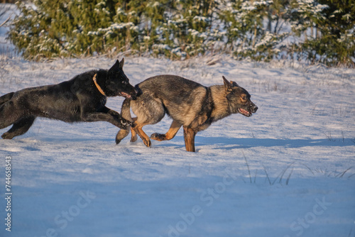 Black and gray German Shepherd dogs playing in a snowy meadow on a sunny winter day in Skaraborg Sweden