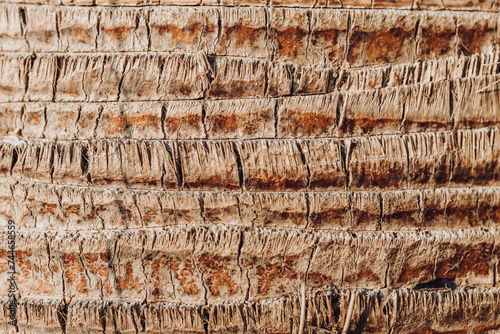 palm bark texture. wood texture close-up. wooden background