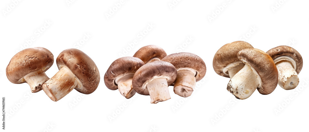 Brown champignon or portobello mushroom isolated transparent background Brown champignon or portobello mushroom isolated transparent background