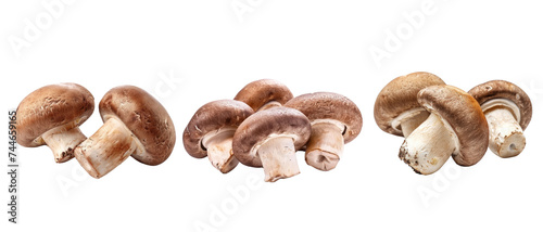 Brown champignon or portobello mushroom isolated transparent background