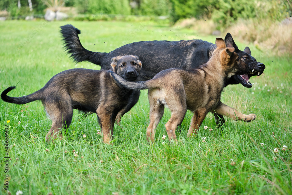 Gray German Shepherds and Gray German Shepherd puppies playing in a meadow in summer on a sunny day in Skaraborg Sweden Gray German Shepherds and Gray German Shepherd puppies playing in a meadow in summer on a sunny day in Skaraborg Sweden