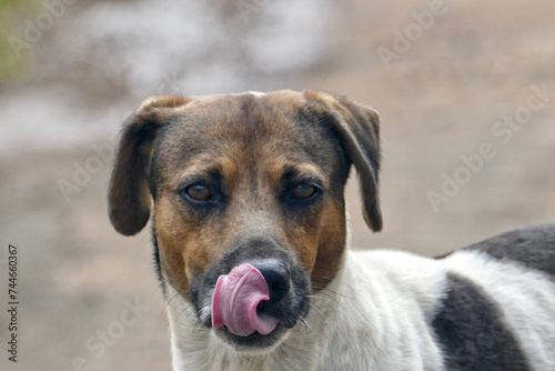 Portrait of a cute feral dog at beach in Mauritius