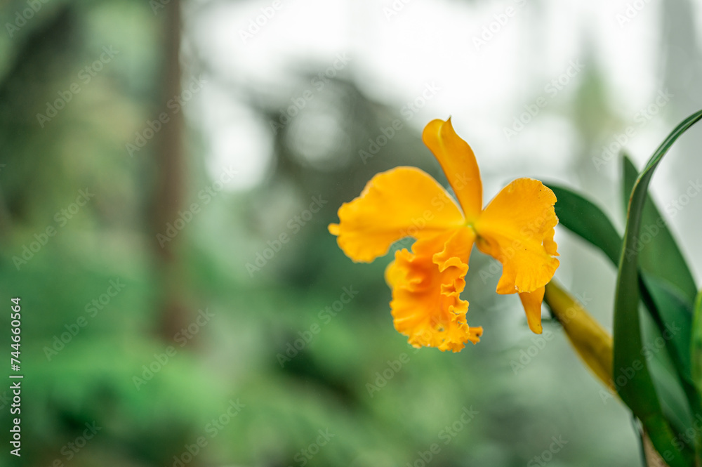 Fototapeta premium Tropical yellow orchids. orchids bloom. intricate details of petals and surrounding foliage biodiversity and natural wonder. vibrant testament to beauty of tropical flora in native environment