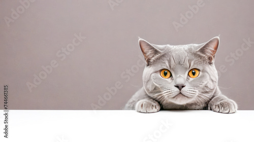 funny grey British cat peeking out from behind white table. grey British cat with orange eyes as it peeks out curiously from behind white banner © Celt Studio