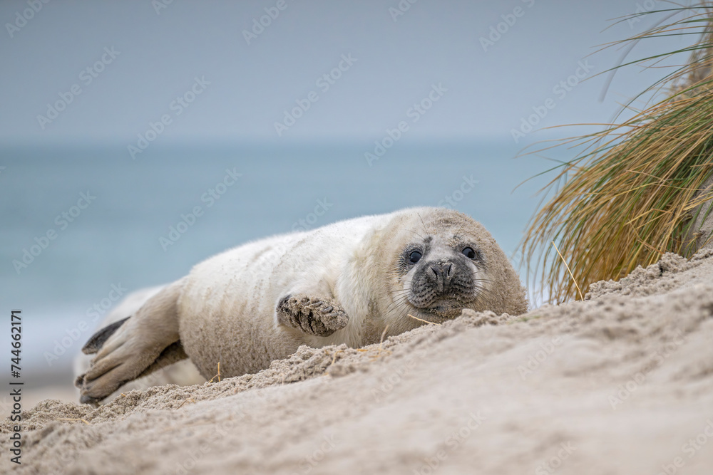 Kegelrobbenjungtier auf Helgoland Kegelrobbenjungtier auf Helgoland