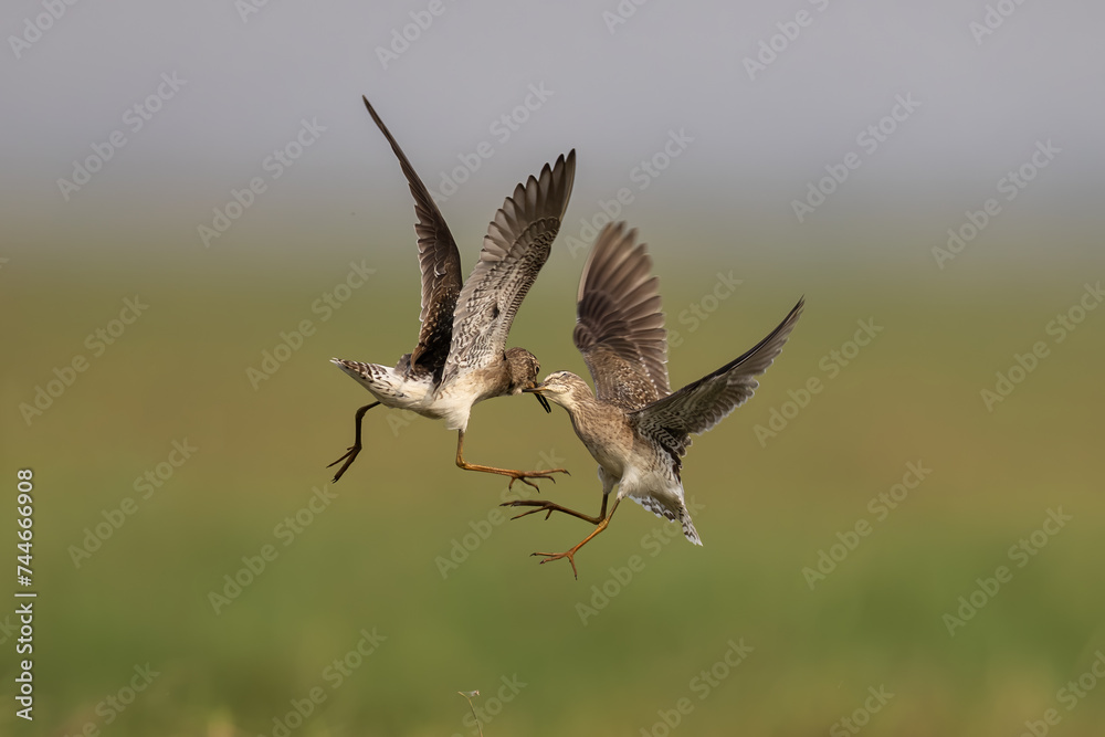 Golden Plover Golden Plover